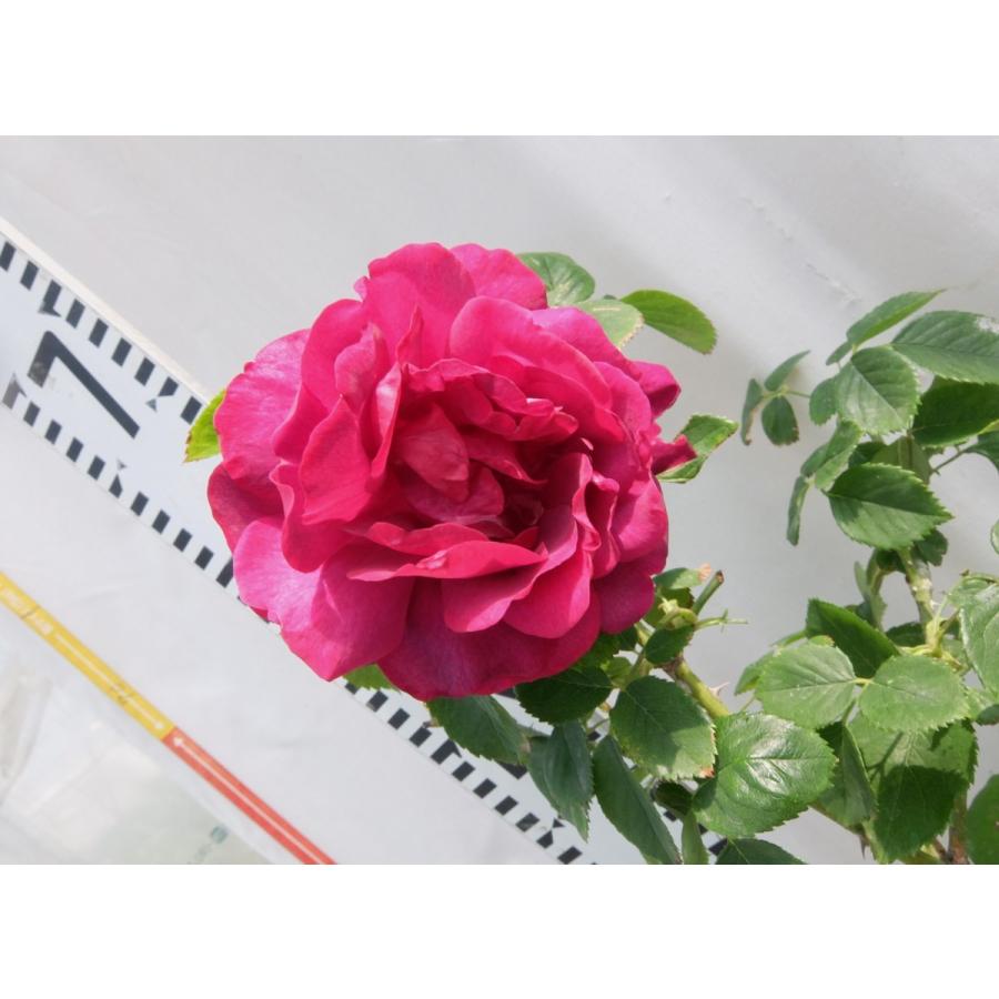 売れ筋アイテムラン ためいきの薔薇 スカーレット 麦わら帽子 Hlt No
