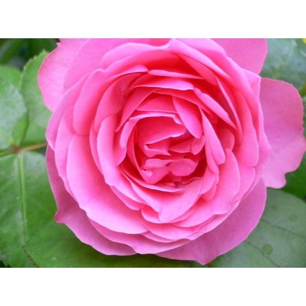 バラ苗 ｆ メーカー公式 レオナルド ヴィンチ ダ 6号