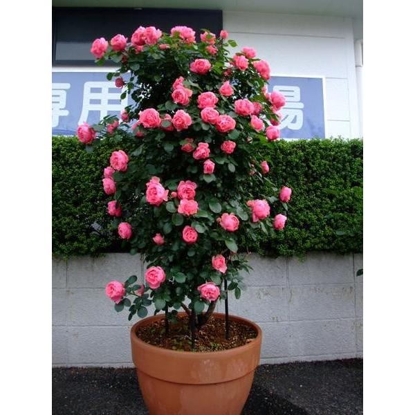 バラ苗 ｆ メーカー公式 レオナルド ヴィンチ ダ 6号