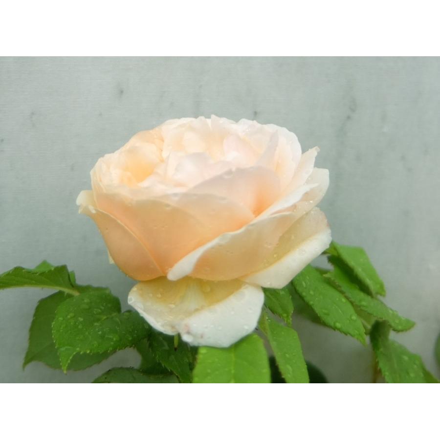 バラ苗 ｓ ニコール ミウラン 7号 O b ガーデンショップ ミカワ 通販 Yahoo ショッピング