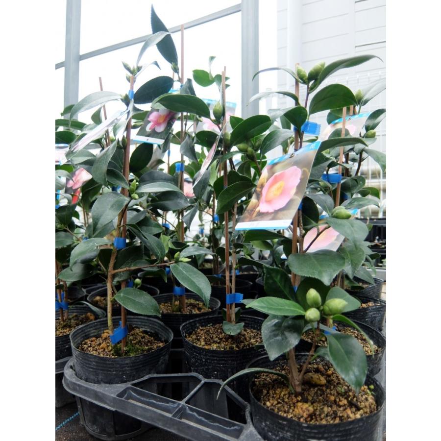 花木苗 椿 岩根絞り 江戸椿 ４号 a ガーデンショップ ミカワ 通販 Yahoo ショッピング