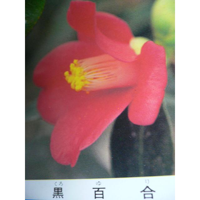 購入 花木苗 椿 黒百合 古典椿 ３号 長筒 ラッパ咲 花は暗紅色の一重