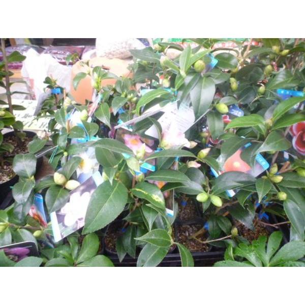 花木苗 椿 羽衣 古典椿 江戸椿 花は薄桃色 八重蓮華咲き 花弁は肉厚 ３号 ガーデンショップ ミカワ 通販 Yahoo ショッピング