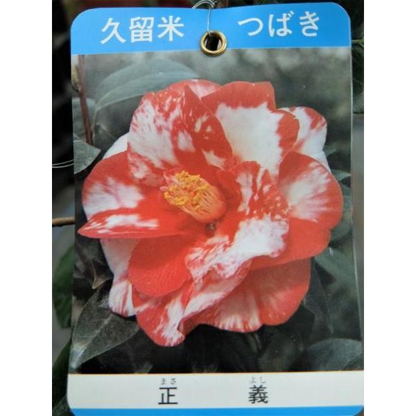 花木苗 Off 椿 正義 まさよし 古典椿 久留米 大輪 花は濃紅地に白斑 ３号 八重 蓮華咲