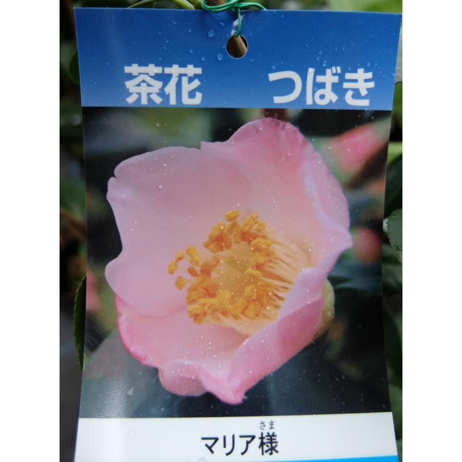 花木苗 椿 マリア様 長崎椿 花色は淡桃 極淡桃色 抱え 筒咲き 以上節約 ４号 中輪 一重 筒しべ