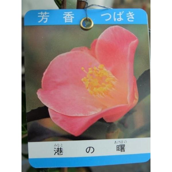 花木苗 椿 港の曙 香り椿 花は桃地底白ぼかし 一重猪口咲 ユキ芯 極小輪 ３号 ガーデンショップ ミカワ 通販 Yahoo ショッピング