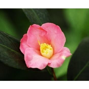 ★花木苗★椿★ 港の春 香り椿 ◎花色は桃〜濃桃色 一重 猪口咲き♪ 4号