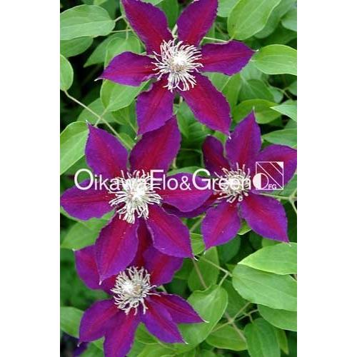 クレマチス苗 パテンス系 ウィルヘルミナ トゥル F5 b ガーデンショップ ミカワ 通販 Yahoo ショッピング