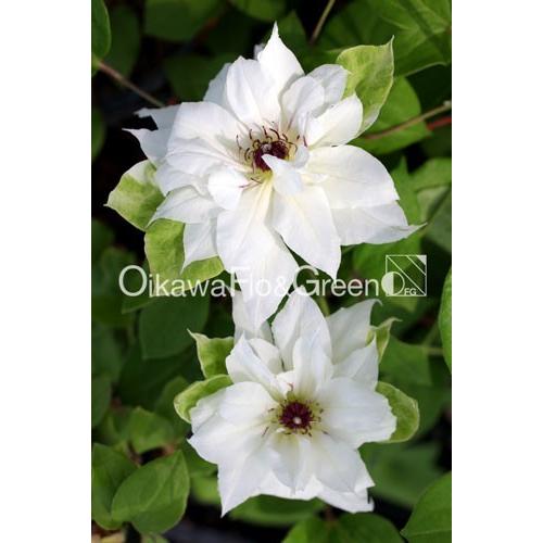 クレマチス苗 パテンス八重系 浮雲 ｆ４ 33212021a ガーデンショップ ミカワ 通販 Yahoo ショッピング