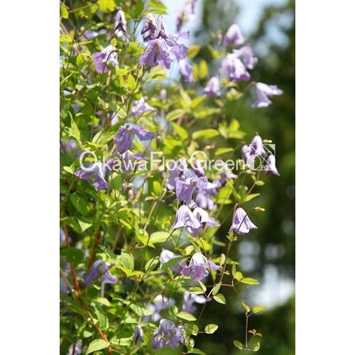 クレマチス苗 ビチセラ系 モーニング ヘブン F5 b ガーデンショップ ミカワ 通販 Yahoo ショッピング