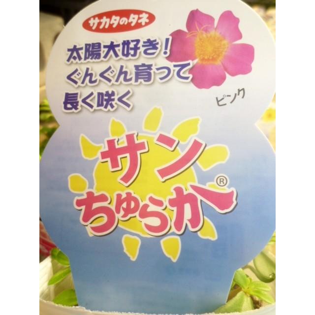 草花苗 ポーチュラカ サンちゅらか R ピンク １鉢 ガーデンショップ ミカワ 通販 Yahoo ショッピング