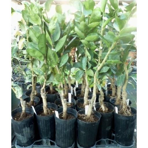 果樹苗 柑橘 ピンクレモネード 斑入りレモン 珍しい斑入り葉で観葉植物としても 養生苗 接木２年生 ４号長鉢 １鉢 aa ガーデンショップ ミカワ 通販 Yahoo ショッピング