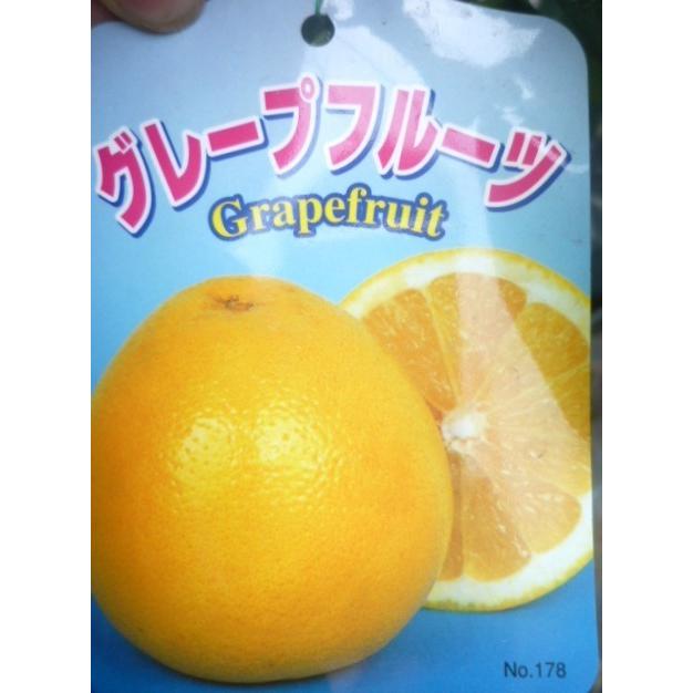 果樹苗 柑橘 マーシュ グレープフルーツ 養生苗 接木１年生 ５号鉢 １鉢 a ガーデンショップ ミカワ 通販 Yahoo ショッピング