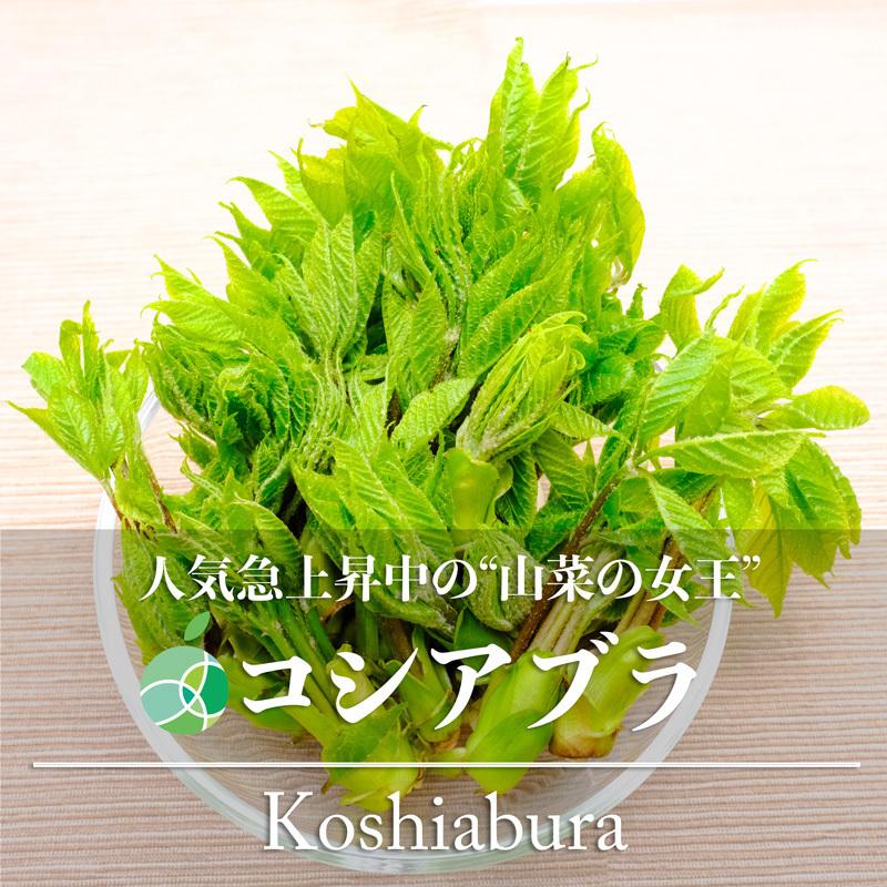 コシアブラ　こしあぶら　約400g　山菜　天然物　長野・新潟県産　国産　春の味覚　山の幸　天ぷら　和え物