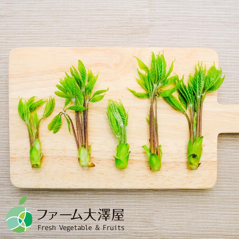 コシアブラ　こしあぶら　約400g　山菜　天然物　長野・新潟県産　国産　春の味覚　山の幸　天ぷら　和え物