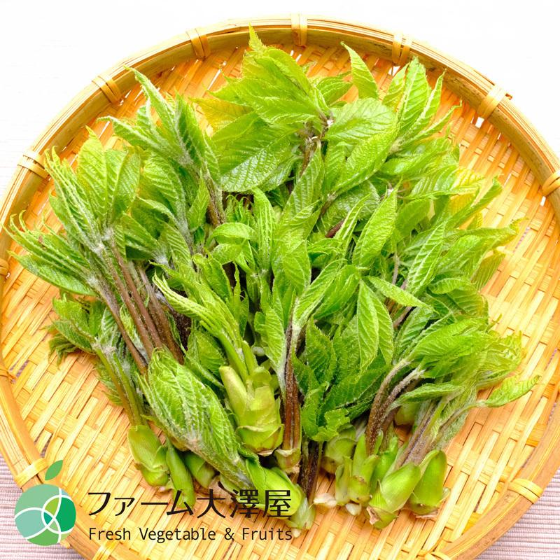 コシアブラ　こしあぶら　約400g　山菜　天然物　長野・新潟県産　国産　春の味覚　山の幸　天ぷら　和え物
