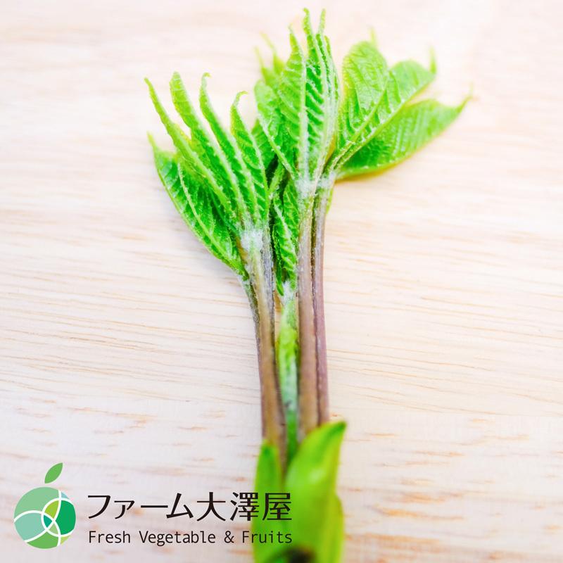 コシアブラ　こしあぶら　約400g　山菜　天然物　長野・新潟県産　国産　春の味覚　山の幸　天ぷら　和え物