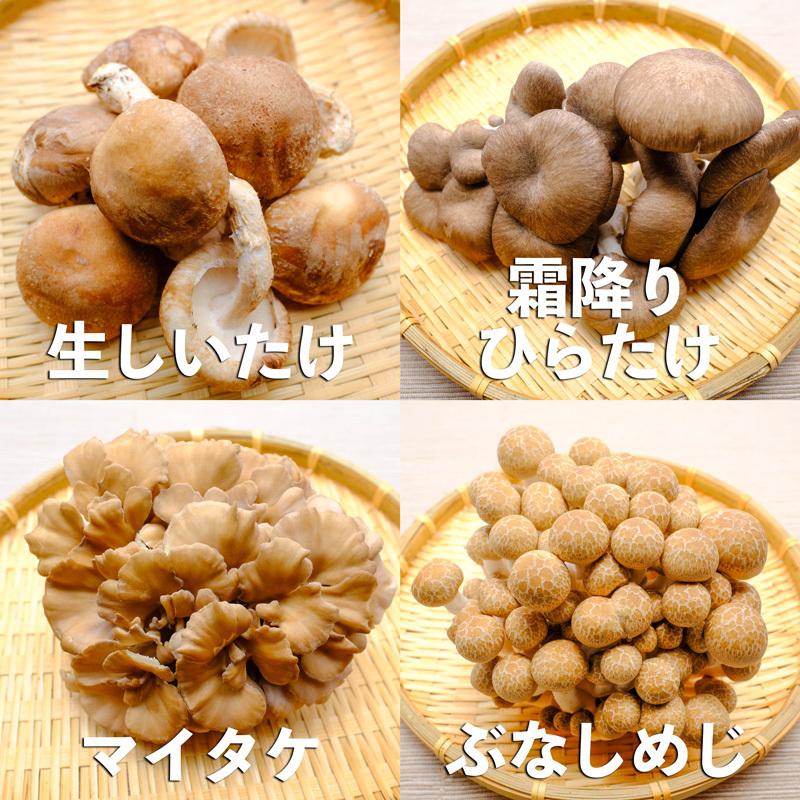 送料無料 長野県産きのこセット 8種類 シイタケ ヒラタケ マイタケ ブナシメジ ブナピー エリンギ エノキ ナメコ 各1パック 8パック 約1kg Fo ファーム大澤屋 通販 Yahoo ショッピング