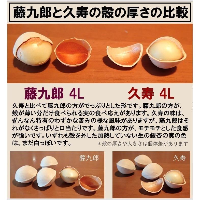 2024年 新物！! 愛知県 祖父江産 藤九郎銀杏 ぎんなん 4L 1kg 生産者 