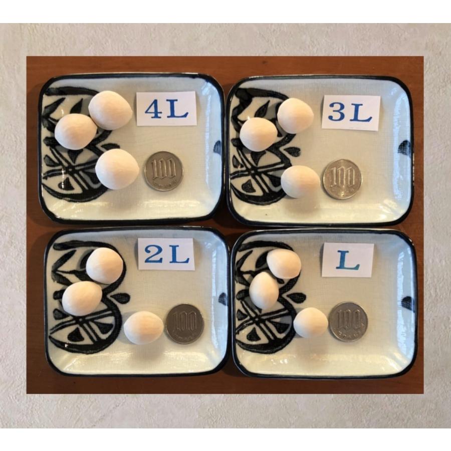 2024年 新物！! 愛知県 祖父江産 久寿 銀杏 ぎんなん 4L 3kg 生産者  