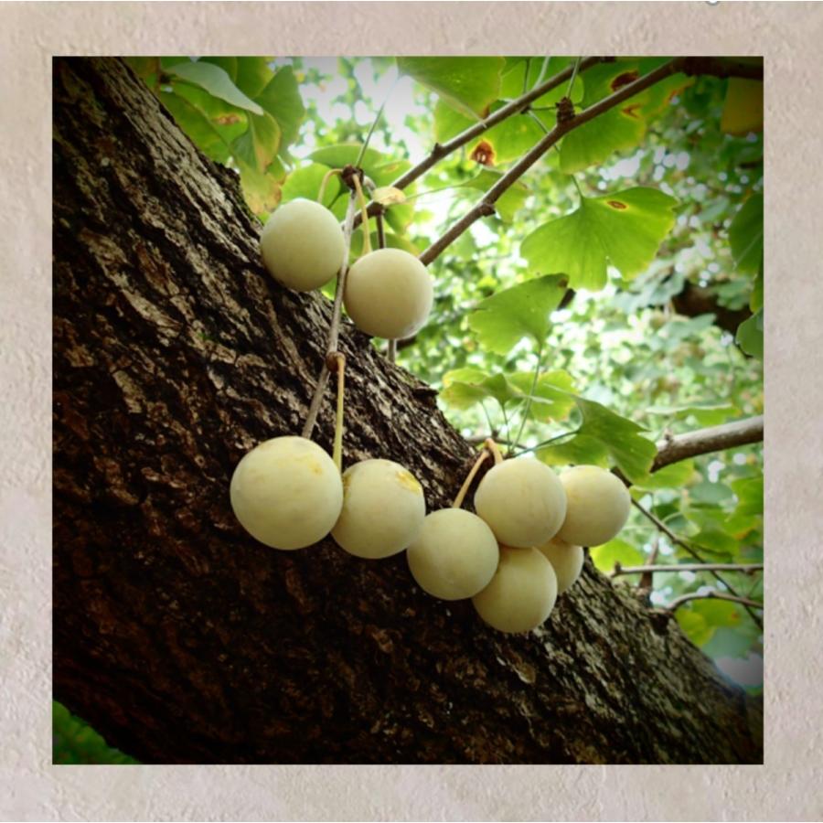 2024年 新物！! 愛知県 祖父江産 久寿 銀杏 ぎんなん 4L 3kg 生産者  