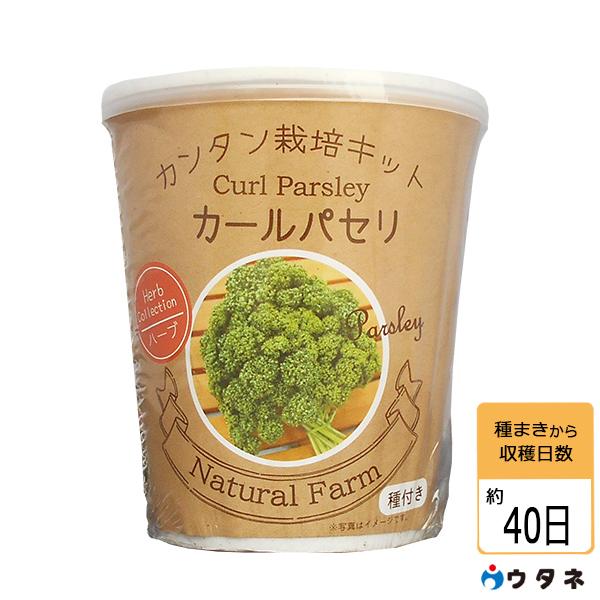 安心発送 ウタネ カンタン栽培キット カールパセリ378円 Aynaelda Com