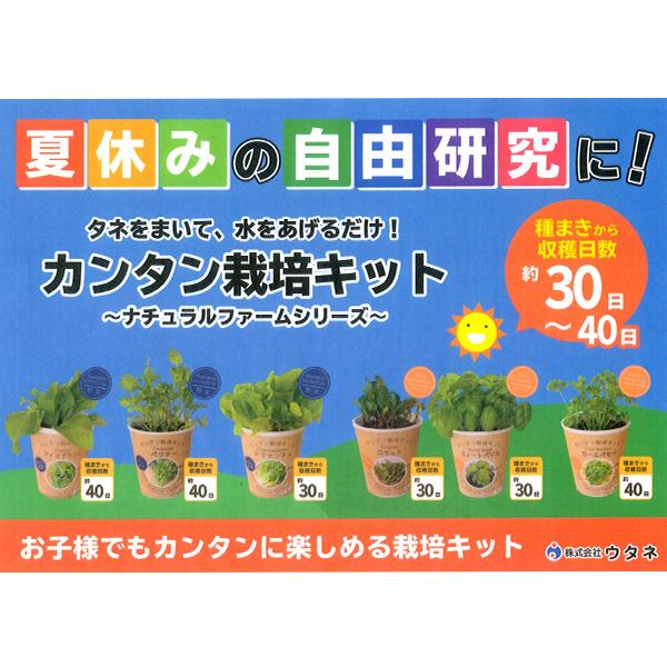 安心発送 ウタネ カンタン栽培キット カールパセリ378円 Aynaelda Com