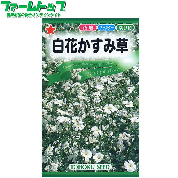 トーホク　花の種/種子　白花かすみ草　内容量1ml　種 （追跡可能メール便発送　全国一律370円）00566 | ブランド登録なし