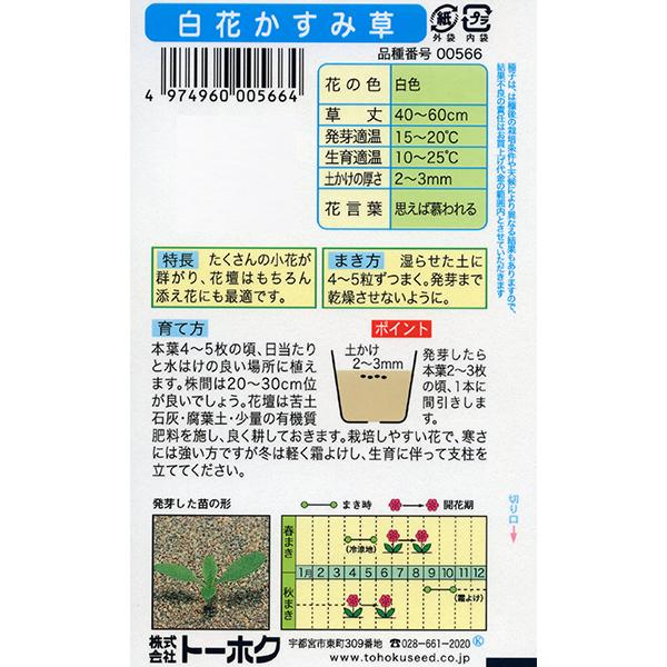 トーホク　花の種/種子　白花かすみ草　内容量1ml　種 （追跡可能メール便発送　全国一律370円）00566 | ブランド登録なし | 01