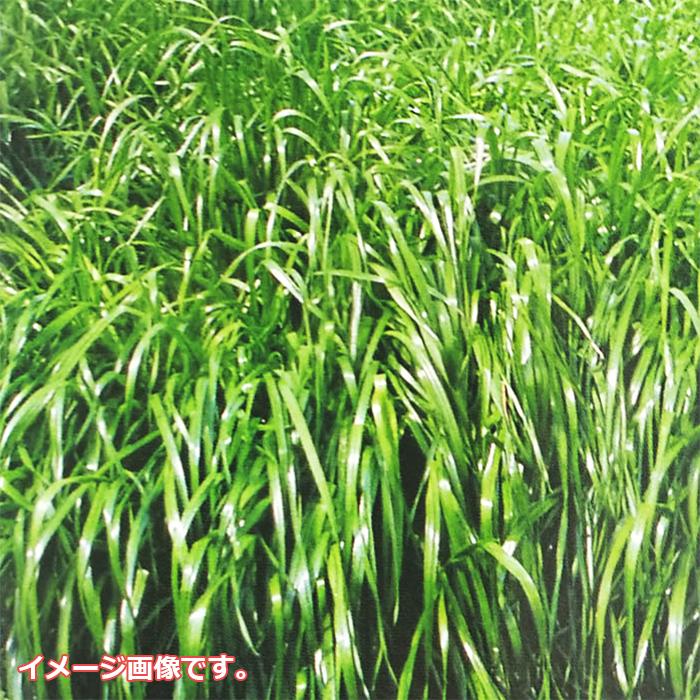 イタリアンライグラス ガルフ 種 1kg|farmtop|02