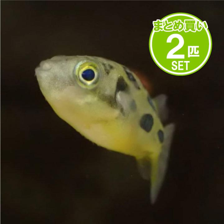 [同梱不可] 生体 アベニーパファー (2匹セット) 淡水魚 観賞魚 熱帯魚 フグ 小型フグ 大人しい魚 単独飼育 | 