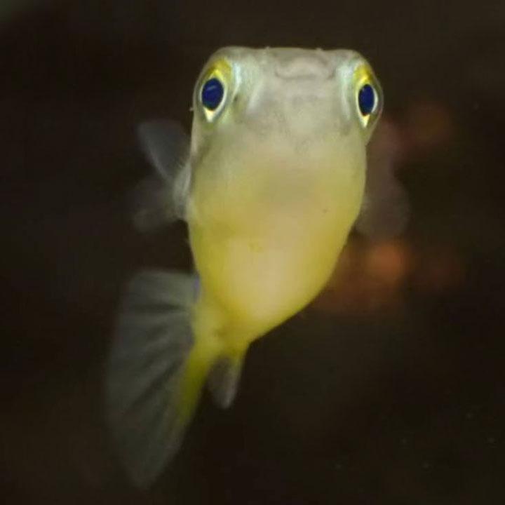 [同梱不可] 生体 アベニーパファー (2匹セット) 淡水魚 観賞魚 熱帯魚 フグ 小型フグ 大人しい魚 単独飼育 |  | 01