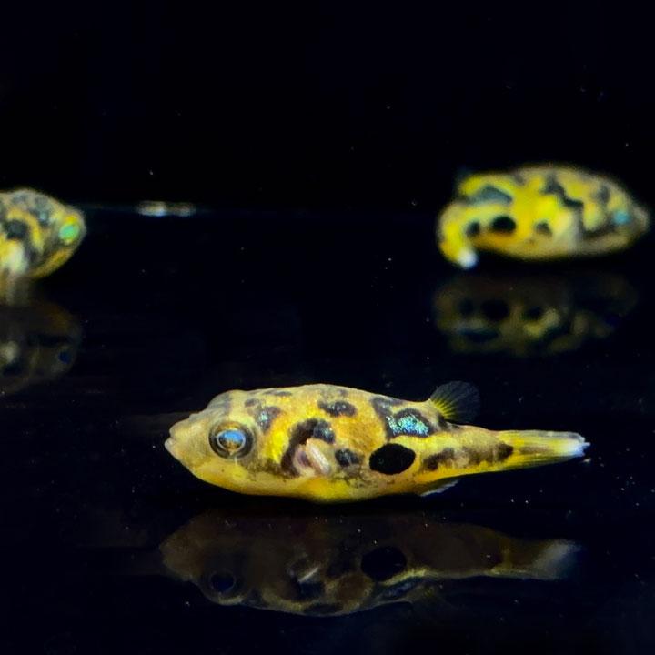 [同梱不可] 生体 アベニーパファー (2匹セット) 淡水魚 観賞魚 熱帯魚 フグ 小型フグ 大人しい魚 単独飼育 |  | 02