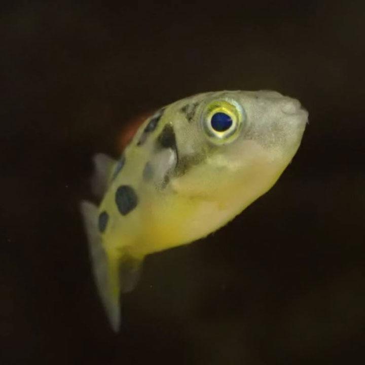 [同梱不可] 生体 アベニーパファー 1匹 淡水魚 観賞魚 熱帯魚 フグ 小型フグ [オスメス指定不可] アクアリウム 水槽 飼育 用品 [trmt] | 