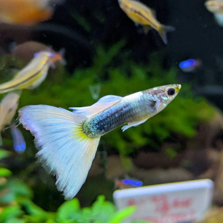 [同梱不可] 国産ドイツイエロータキシードグッピー（雄雌ペア）熱帯魚【飼いやすい】 | 