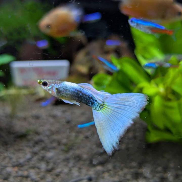 [同梱不可] 国産ドイツイエロータキシードグッピー（雄雌ペア）熱帯魚【飼いやすい】 |  | 01