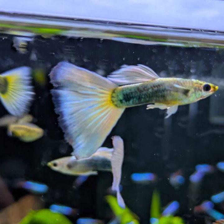 [同梱不可] 国産ドイツイエロータキシードグッピー（雄雌ペア）熱帯魚【飼いやすい】 |  | 02