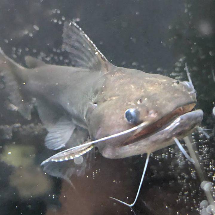 [同梱不可]生体 バトラクスキャット 熱帯魚  【現品限り】 | 