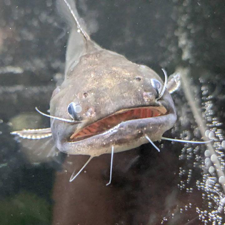 [同梱不可]生体 バトラクスキャット 熱帯魚  【現品限り】 |  | 01