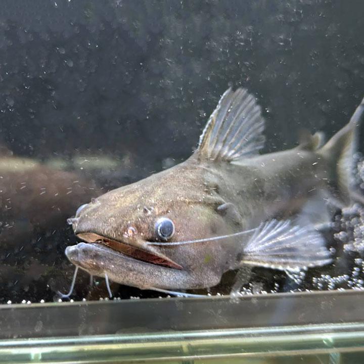 [同梱不可]生体 バトラクスキャット 熱帯魚  【現品限り】 |  | 02