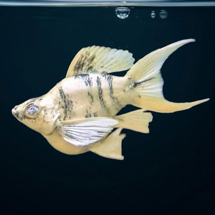 [同梱不可]生体 ブルーアイゼブラバルーンライヤーモーリー 熱帯魚 | 