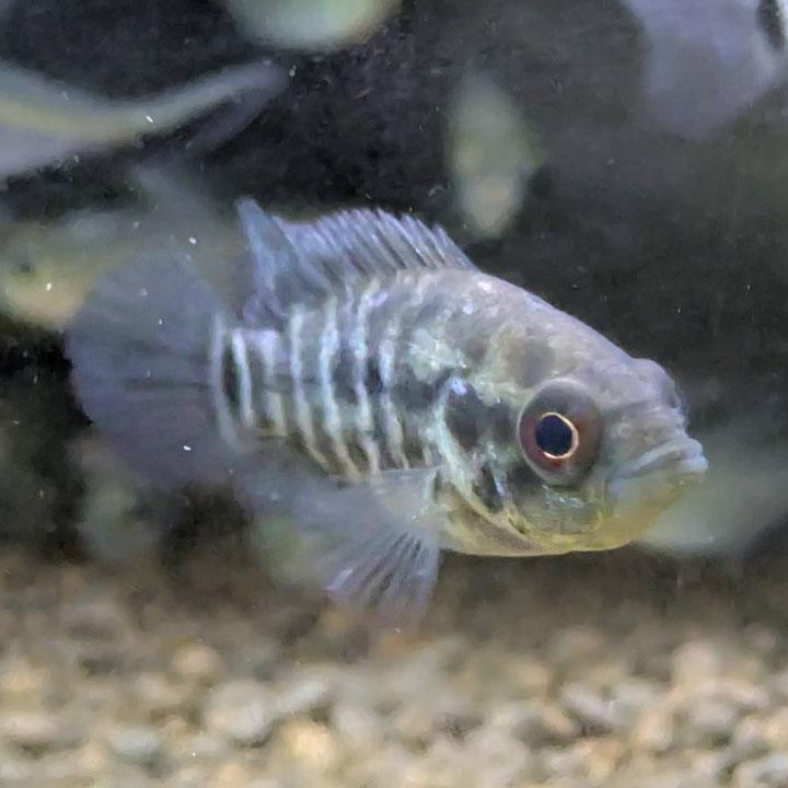 [同梱不可] 生体 ナンドプシス・マナグエンセ (大型熱帯魚) | 