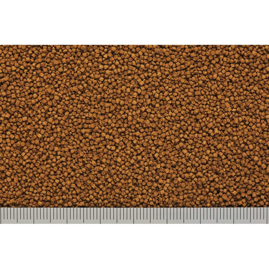 ひかりひかりエビ20g [trmt] |  | 02