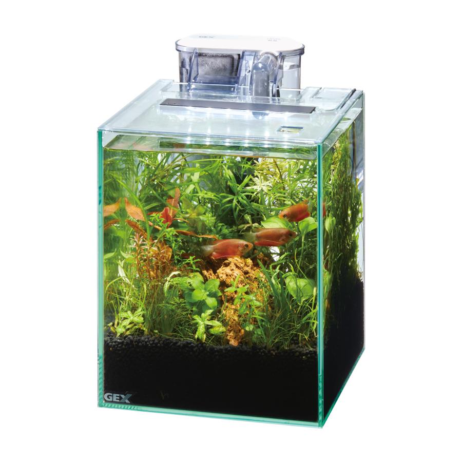 ジェックスMeGreen新鮮な水草付きグラステリア200セット20CM [trmt]