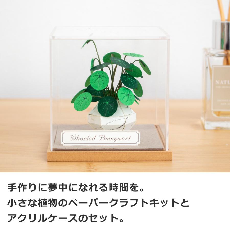 ペーパークラフトキット アクリルケース付き ウチワゼニクサ
