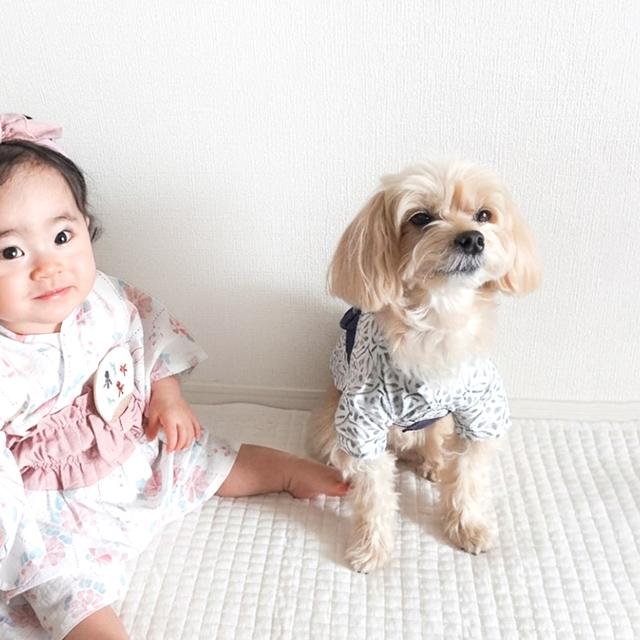 mocmof pet モクモフペット 犬用浴衣 うちわ飾り付 622-660077(犬 浴衣