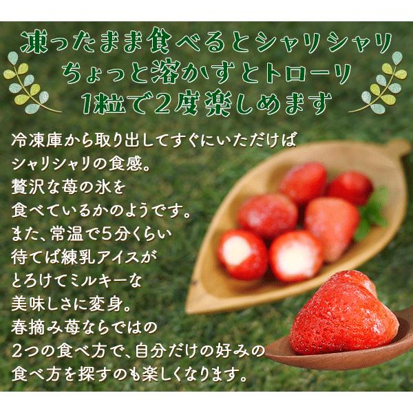 お中元 御中元 2022 個包装 春摘み苺アイス アイス 食品 お菓子 スイーツ イチゴアイス のし お中元ギフト 高級 ギフト おしゃれ 50粒 お中元 御中元 2022 個包装 春摘み苺アイス アイス 食品 お菓子 スイーツ イチゴアイス のし お中元ギフト 高級 ギフト おしゃれ 50粒