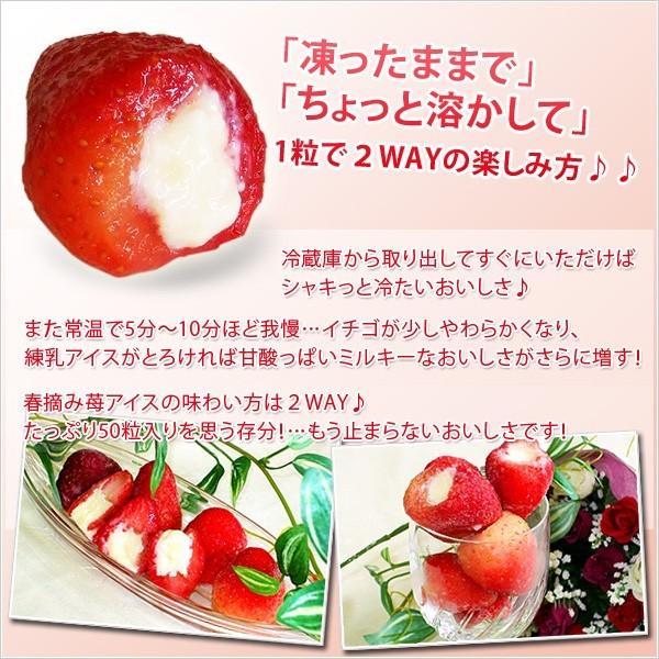 いちごアイス ギフト 苺スイーツ アイス 送料無料 スイーツ プレゼント 焼肉 いちご 誕生日 御配り 苺 イチゴ業務用 春摘み苺 (50粒) |  | 04