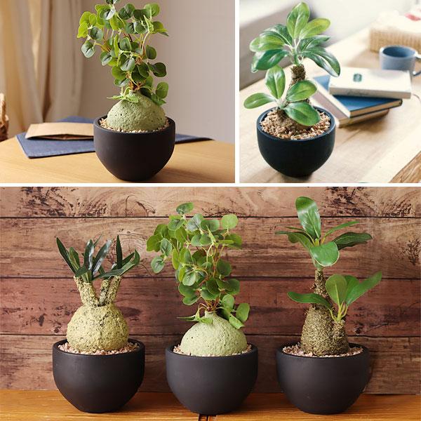 キシマ（KISHIMA） エクリア 消臭アーティフィシャルグリーン