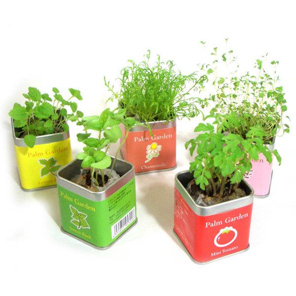 パームガーデン マリーゴールド 栽培キット 栽培セット 室内 お花 プレゼント|feel-green|03